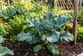 Broccoli Waltham