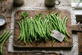 Bush Bean Strike