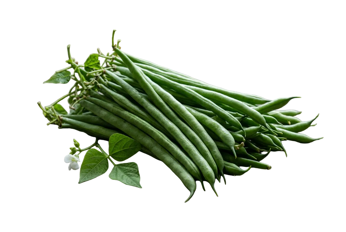 Climbing Bean Blue Lake
