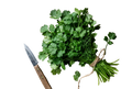 Coriander Fiesta