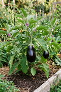 Eggplant Black Beauty