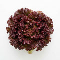 Lettuce Oakleaf Red