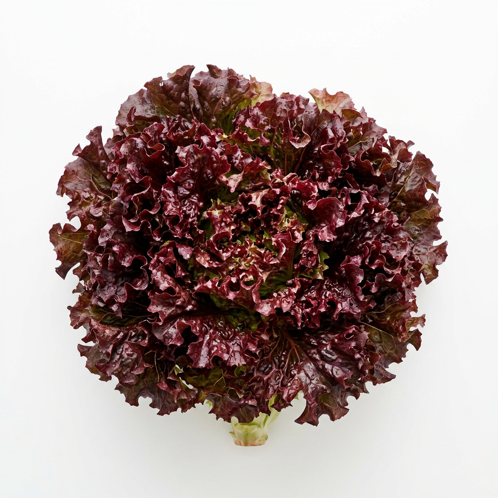 Lettuce Oakleaf Red