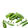 Shelling Pea Greenfeast