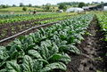 Spinach Bloomsdale