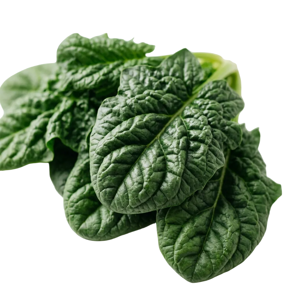 Spinach Bloomsdale