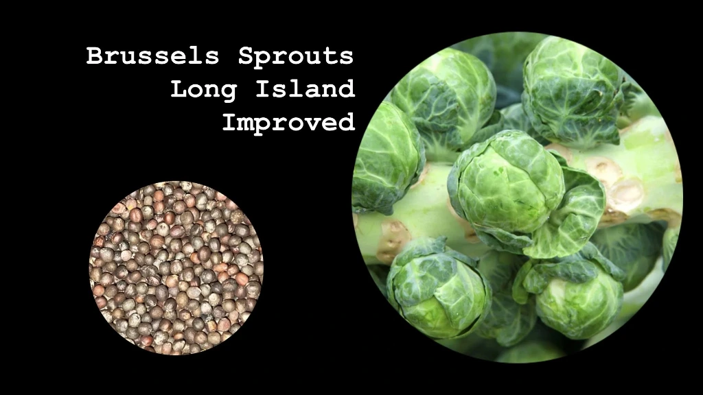 Brussels Sprouts 'Long Island Improved'