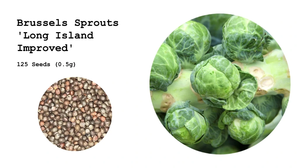 Brussels Sprouts 'Long Island Improved'