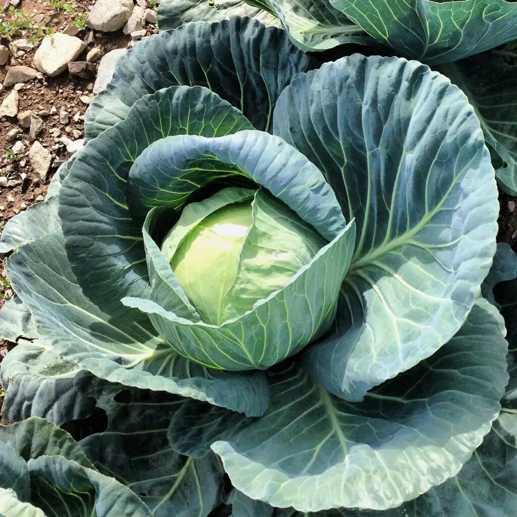 Cabbage 'Copenhagen Market'
