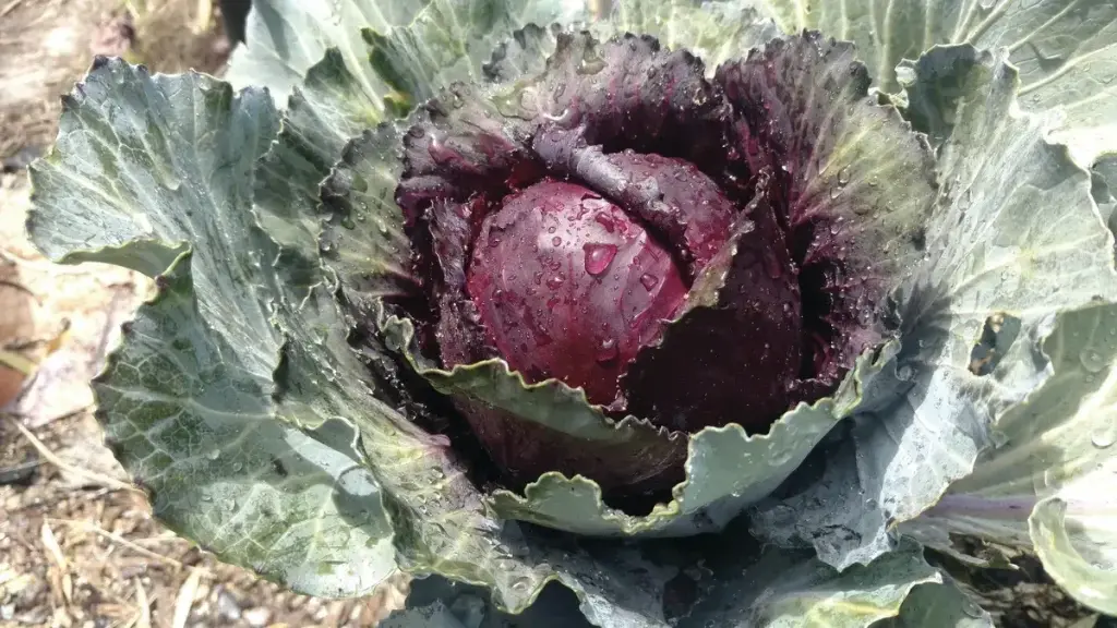 Cabbage 'Red Acre'