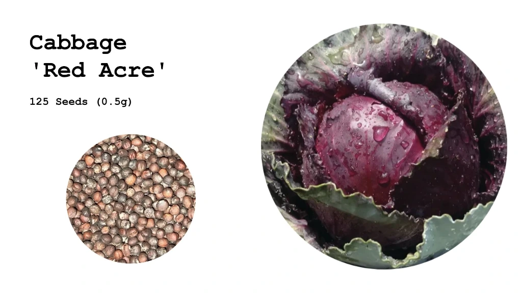 Cabbage 'Red Acre'