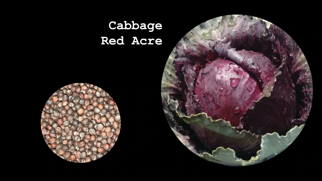 Cabbage 'Red Acre'