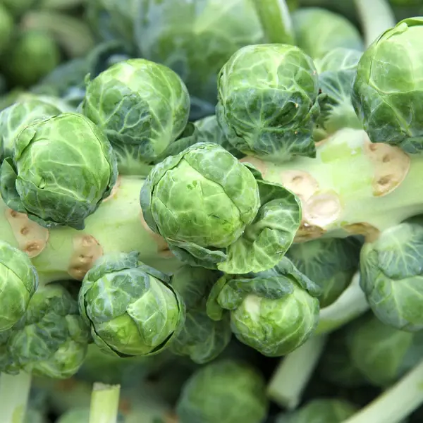 Brussels Sprouts 'Long Island Improved'