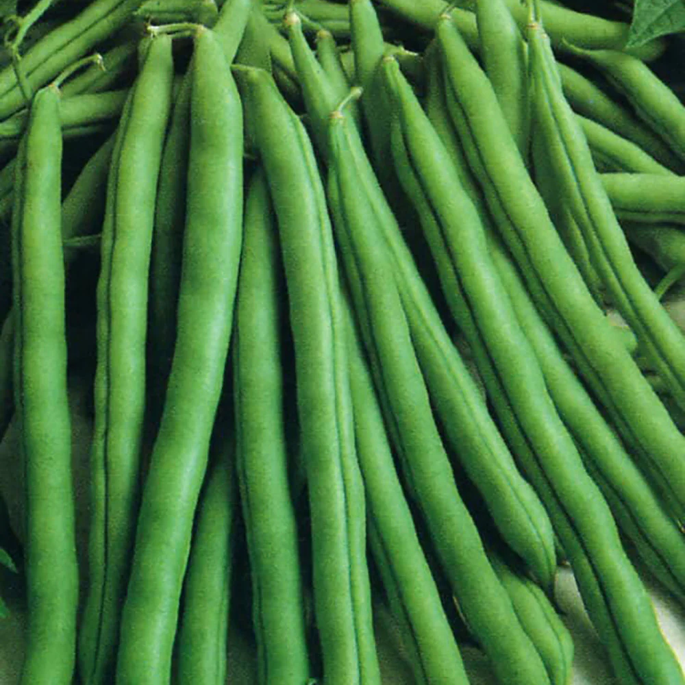 Climbing Bean 'Blue Lake'