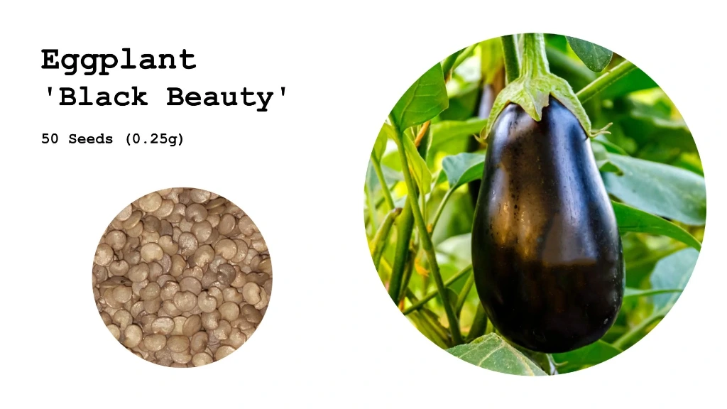 Eggplant 'Black Beauty'