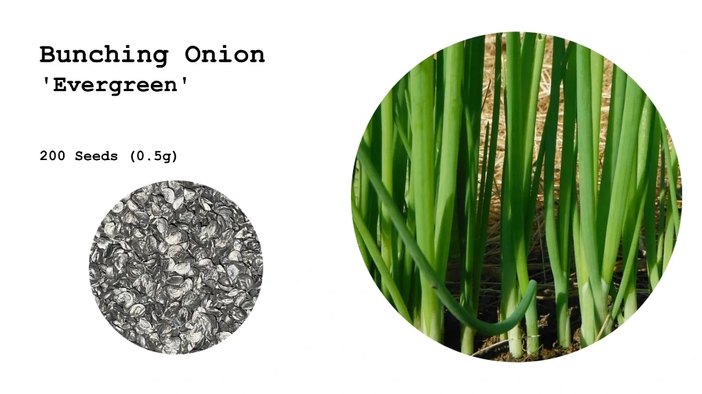 Bunching Onion 'Evergreen'