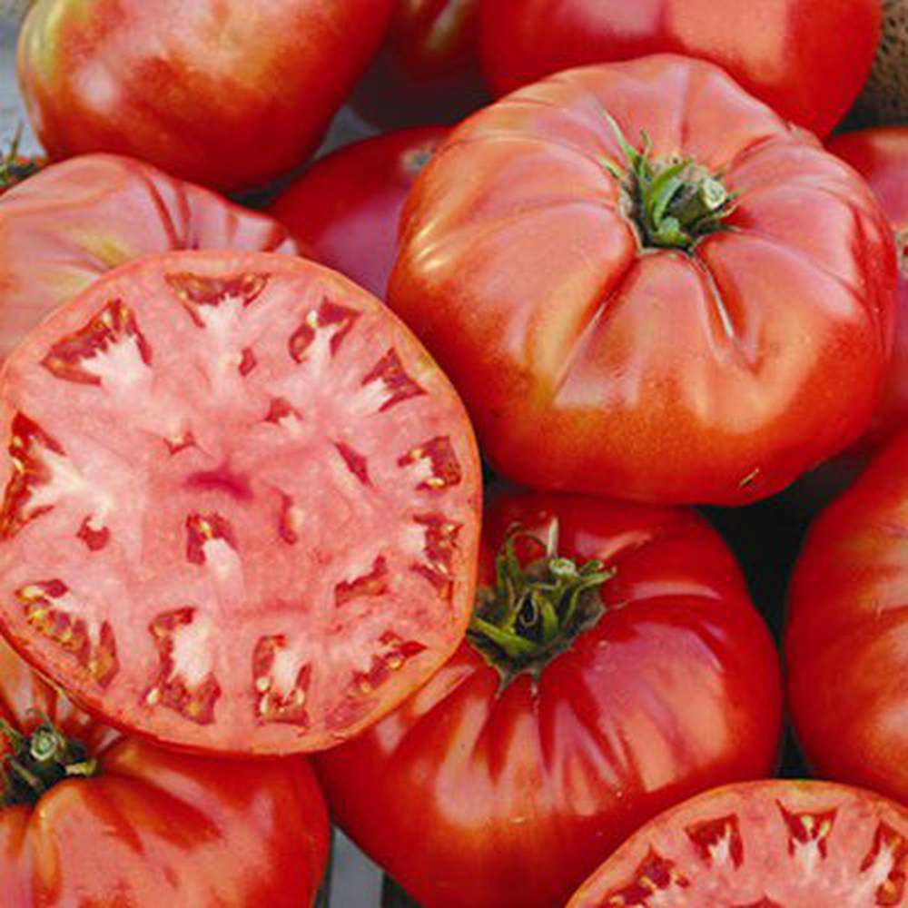 Tomato Beefsteak