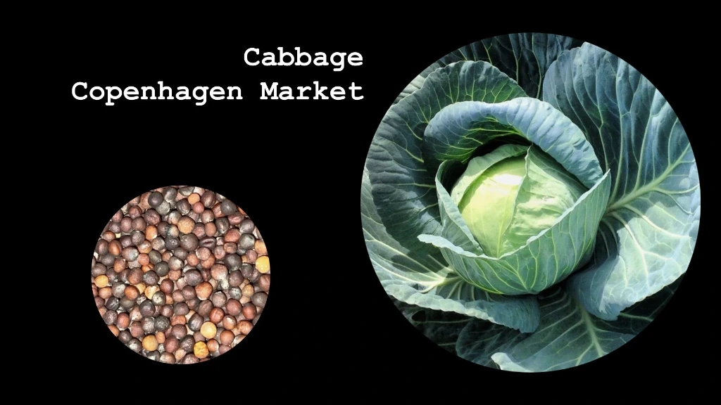 Cabbage 'Copenhagen Market'