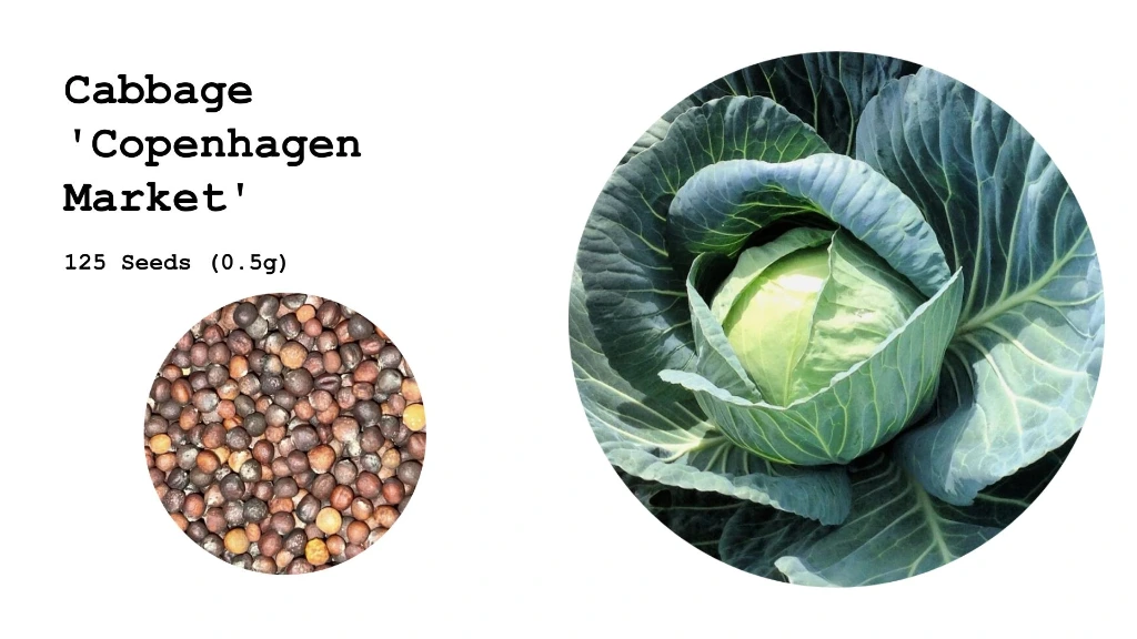 Cabbage 'Copenhagen Market'