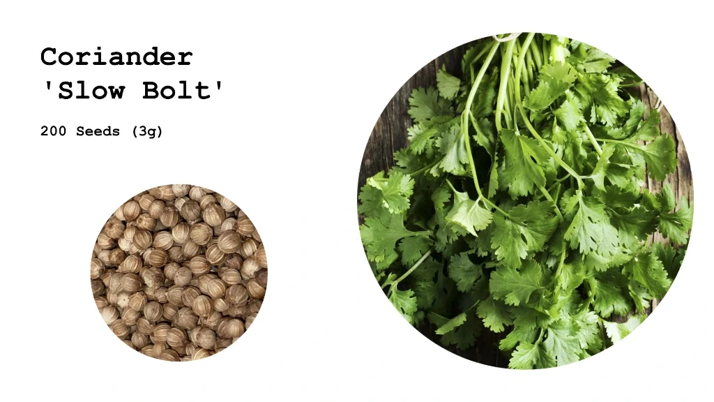 Coriander 'Slow Bolt'