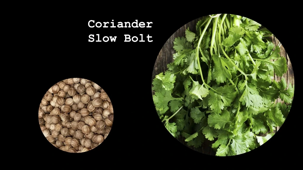 Coriander 'Slow Bolt'