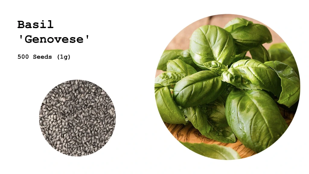 Basil 'Genovese'