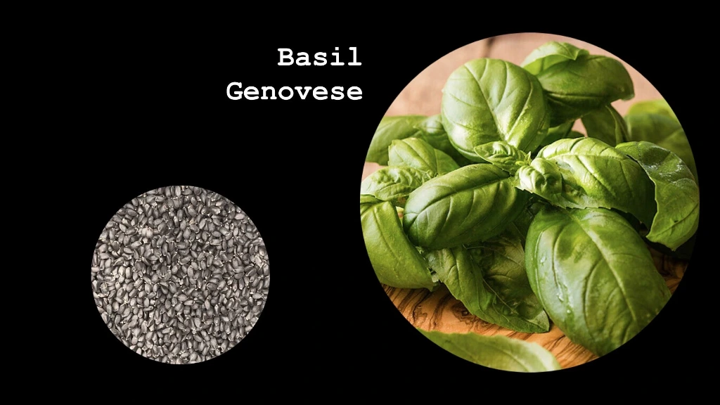 Basil 'Genovese'