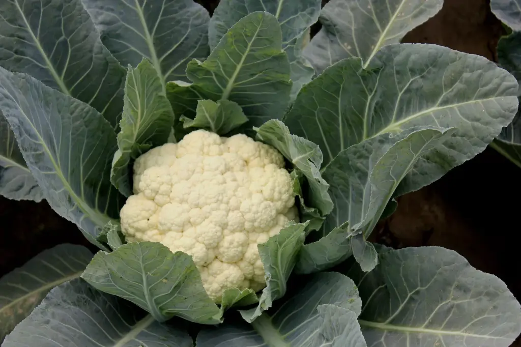 Cauliflower Snowball