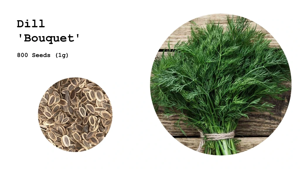 Dill 'Bouquet'