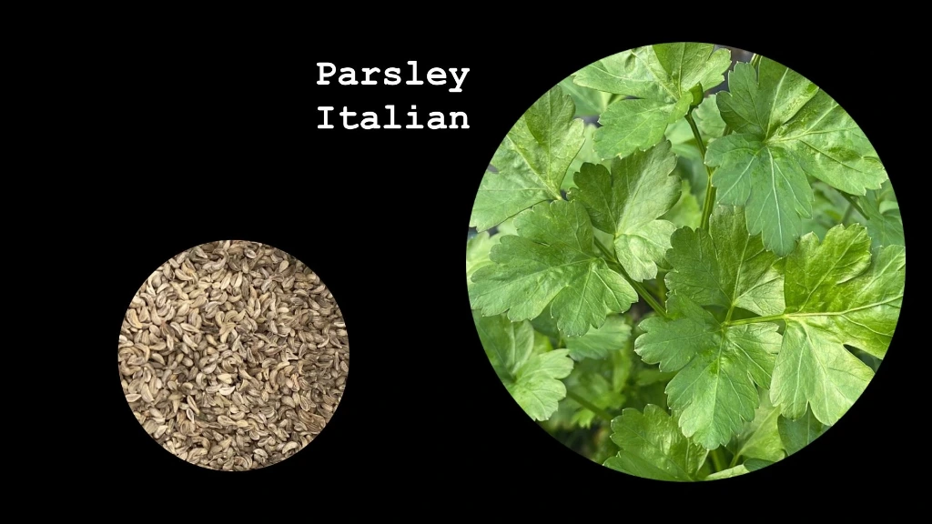 Parsley 'Italian'