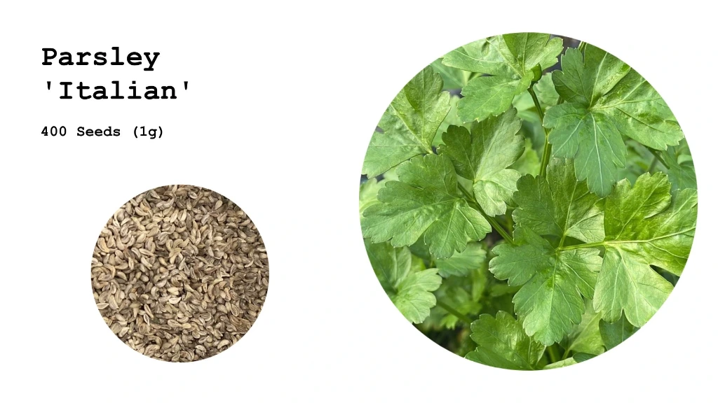 Parsley 'Italian'
