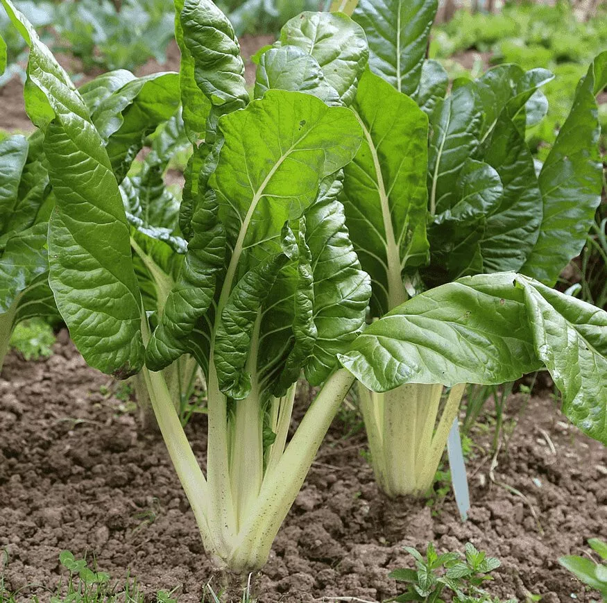 Silverbeet Fordhook