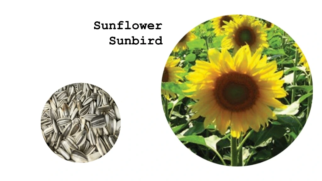 Sunflower 'Sunbird'