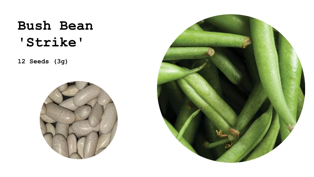 Bush Bean 'Strike'