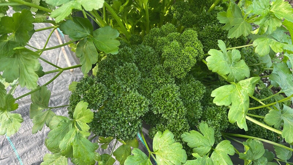 Parsley Triple Curl