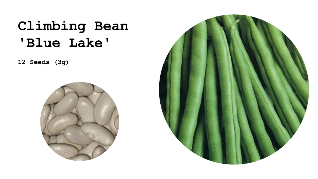 Climbing Bean 'Blue Lake'