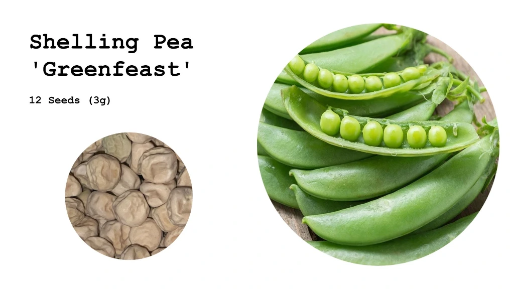 Shelling Pea 'Greenfeast'