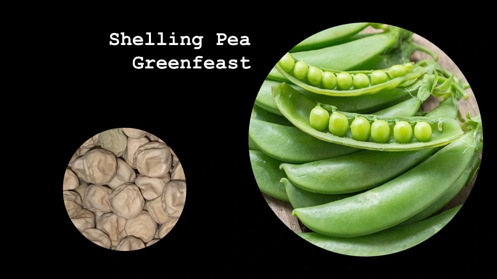 Shelling Pea 'Greenfeast'