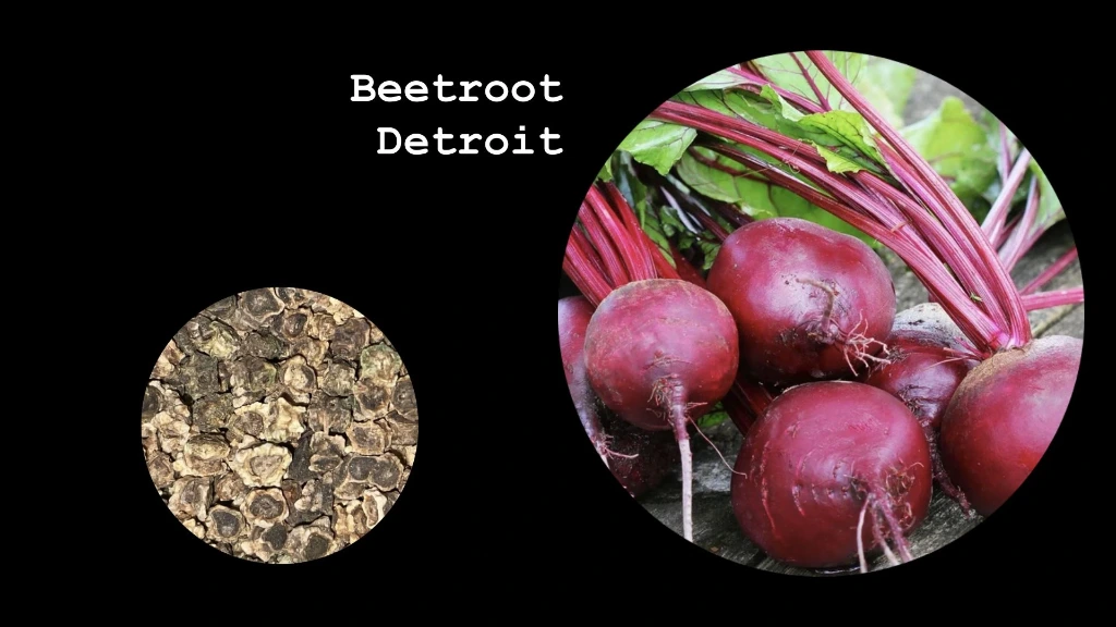 Beetroot 'Detroit'