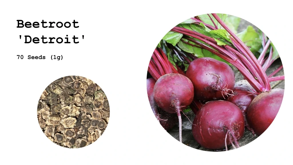 Beetroot 'Detroit'