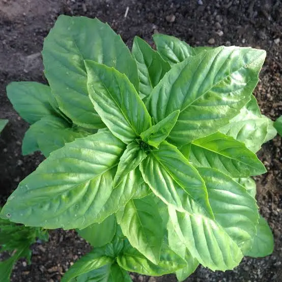 Basil Genovese