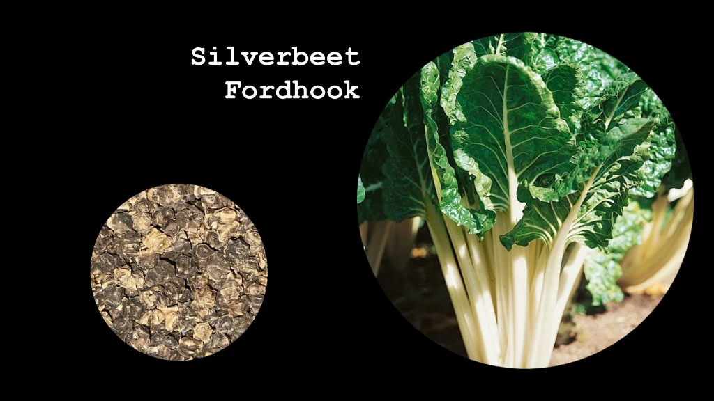 Silverbeet 'Fordhook'