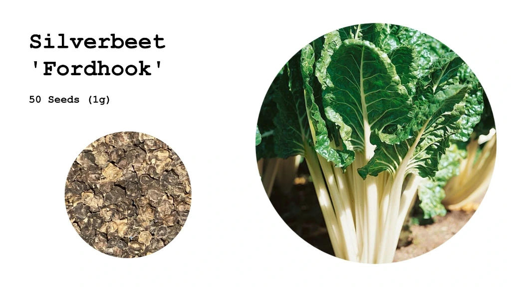 Silverbeet 'Fordhook'