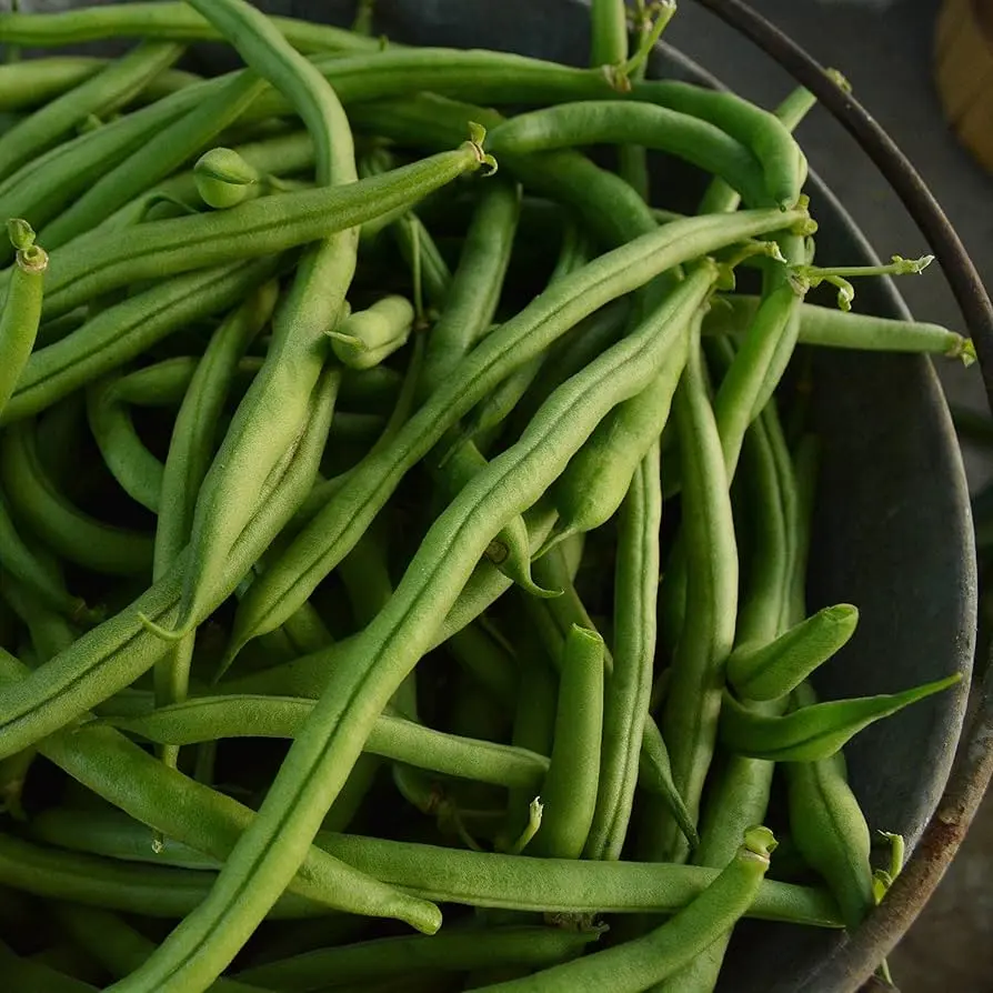 Bush Bean 'Jade' Seeds