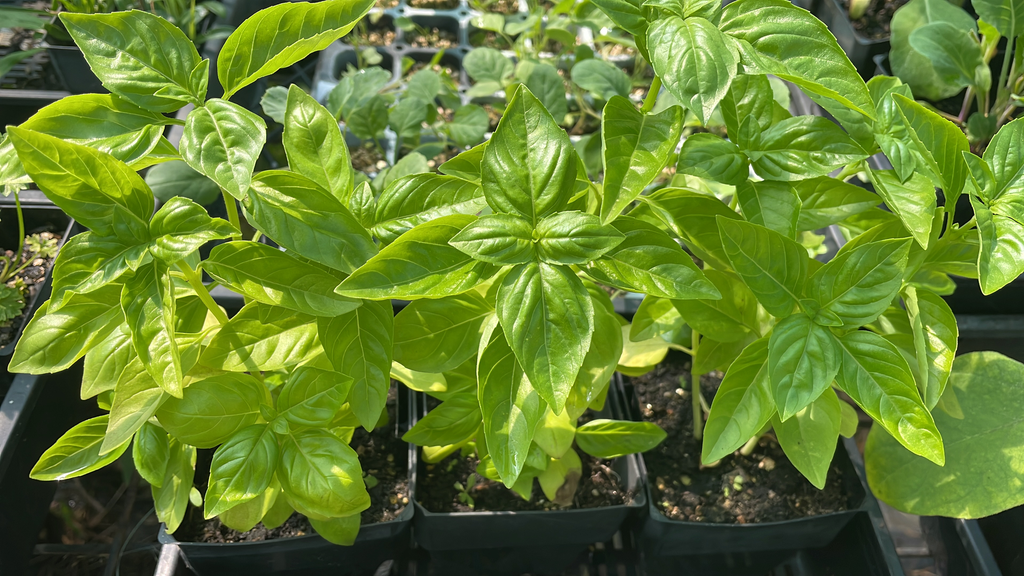 Basil Genovese