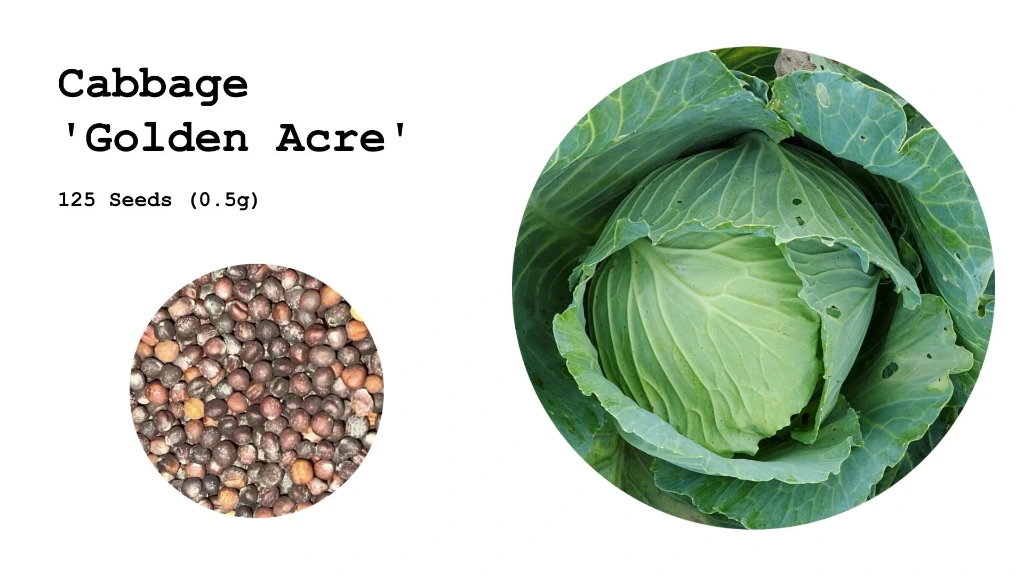Cabbage 'Golden Acre'