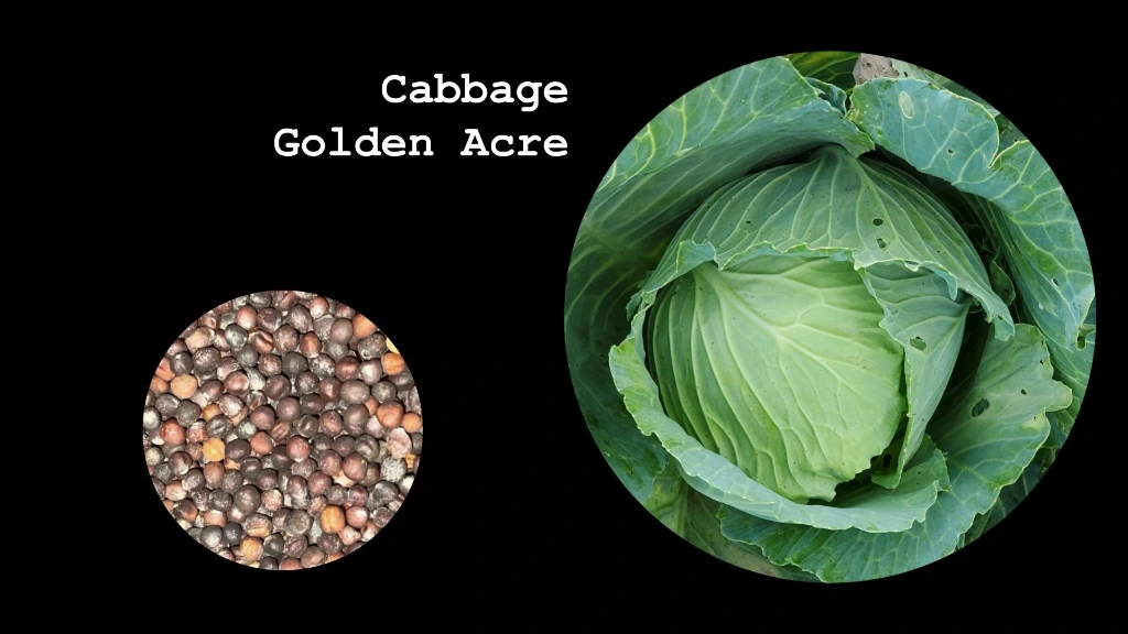 Cabbage 'Golden Acre'