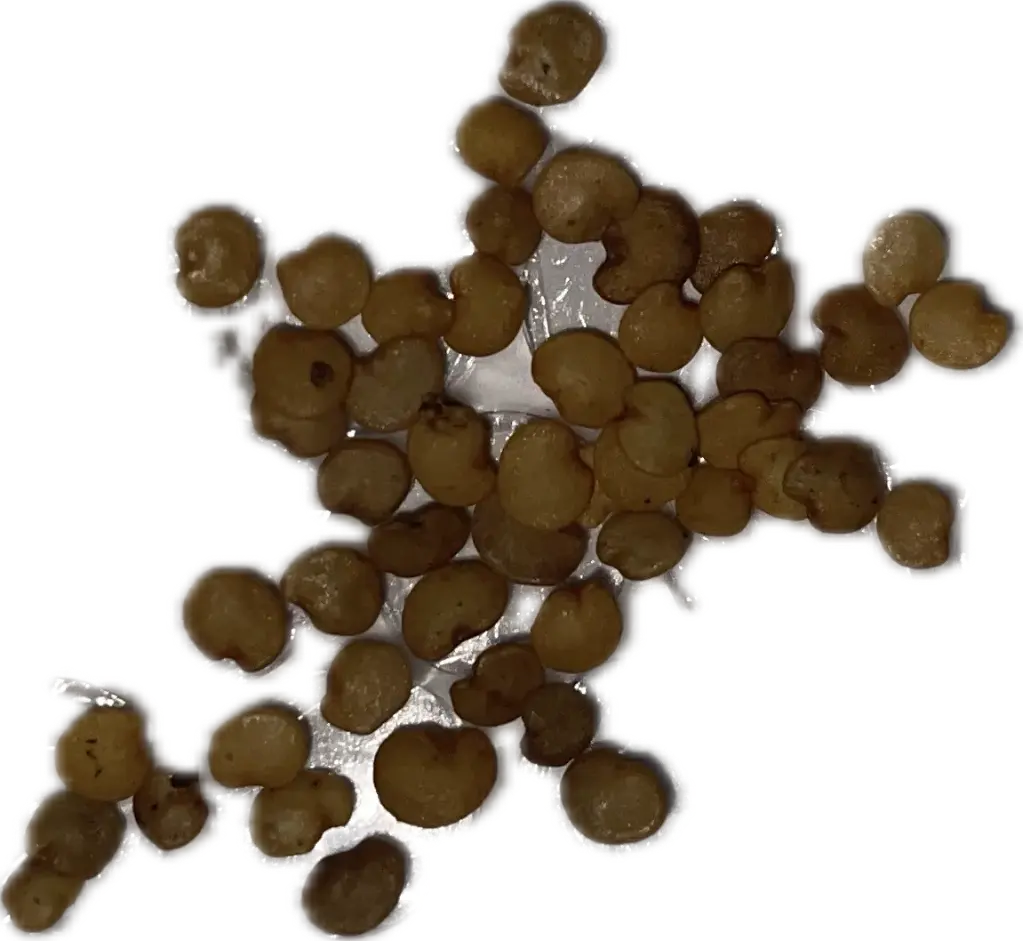 Eggplant 'Black Beauty' Seeds