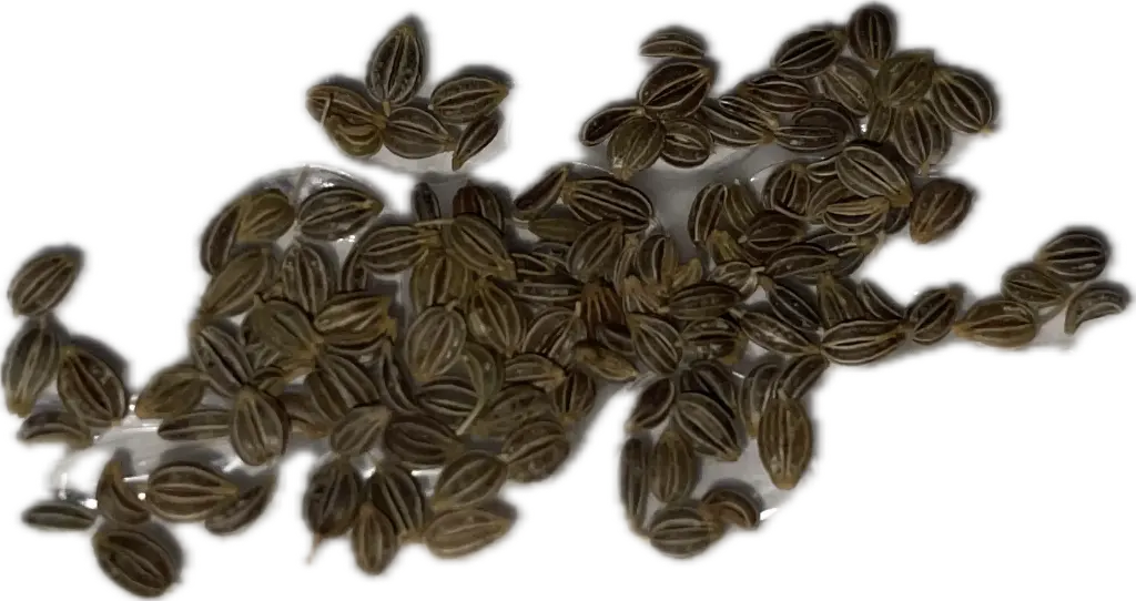 Parsley 'Italian' Seeds