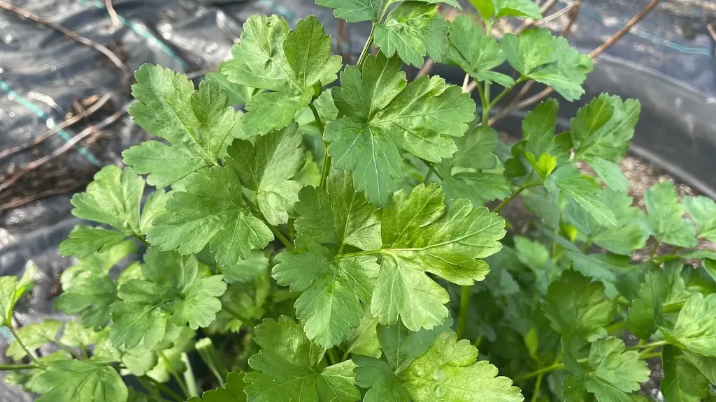 Parsley 'Italian' Seeds